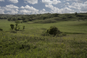 Chris E. Mortenson (Iowa City, IA), “Untitled Prairie,” Broken Kettle Preserve, IA, May 2014